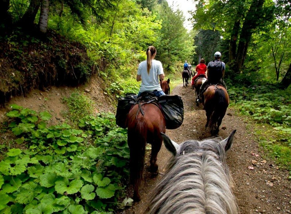 Конные прогулки