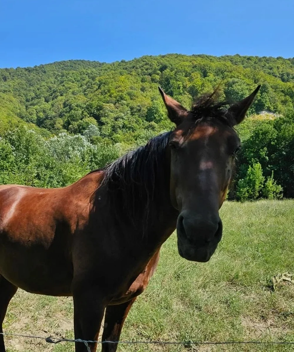 Орлиная скала