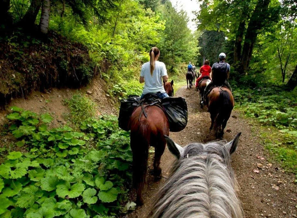 Конные прогулки